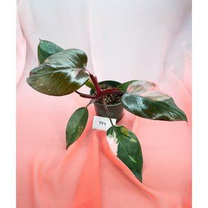 Pink Princess Philodendron 4" US Seller | RARE Pot